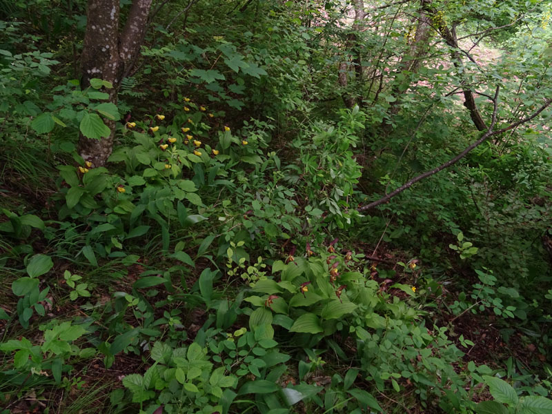 Convallaria majalis - Veratrum album e Cypripedium calceolus